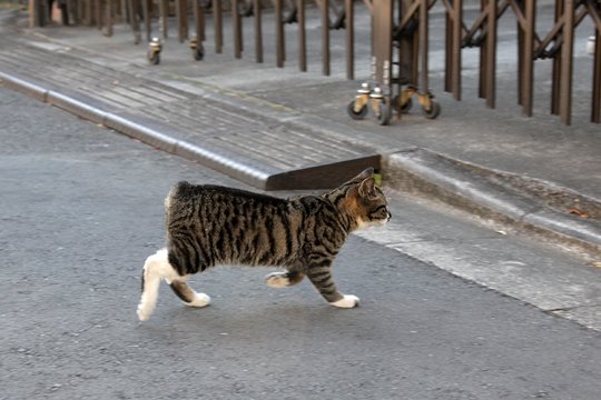 街のねこたち