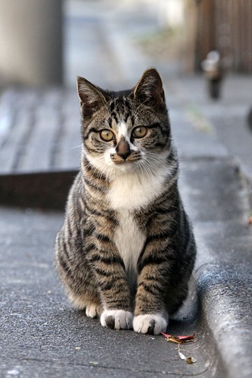 街のねこたち
