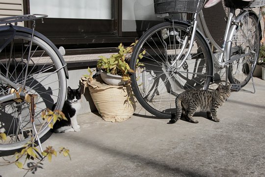 街のねこたち