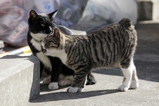 街のねこたち