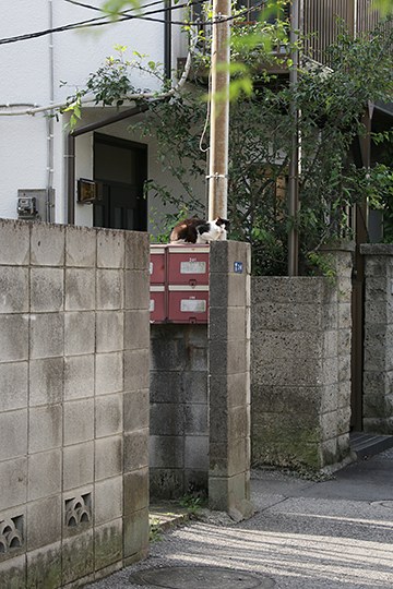 街のねこたち