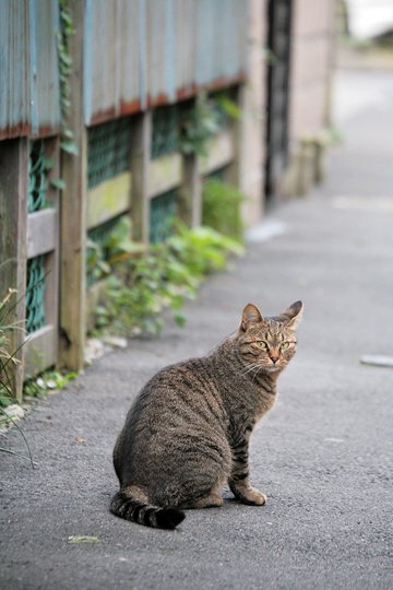 街のねこたち