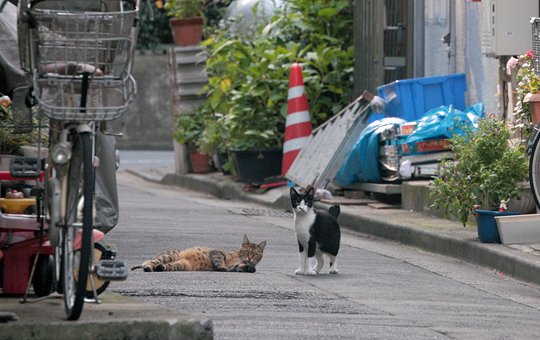 街のねこたち