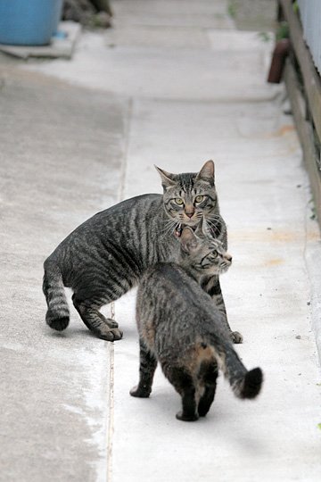 街のねこたち