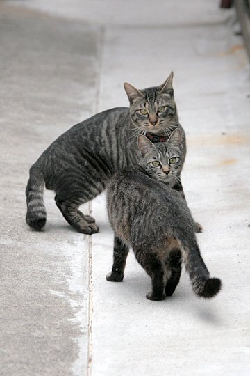 街のねこたち