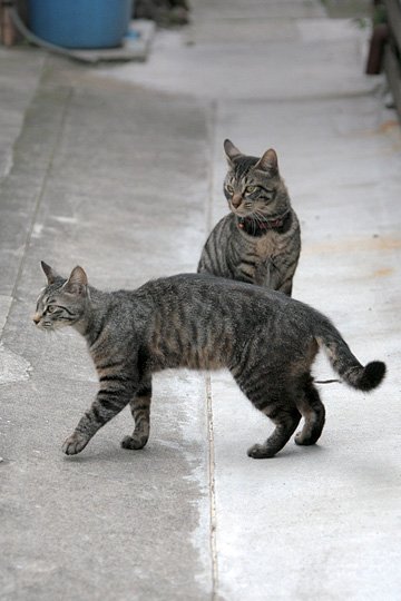 街のねこたち