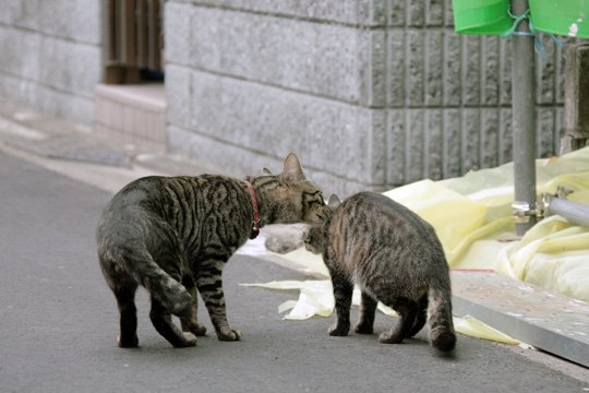 街のねこたち