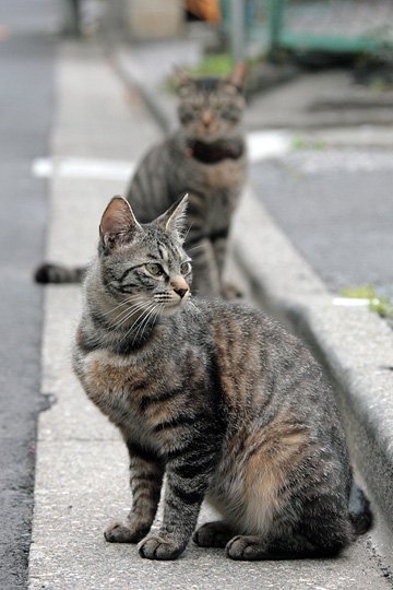 街のねこたち