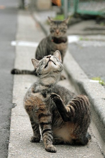 街のねこたち
