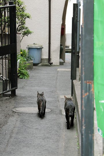 街のねこたち