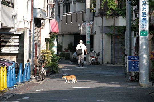街のねこたち