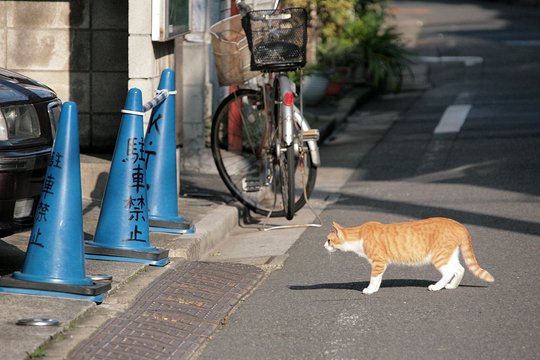 街のねこたち