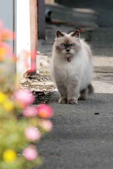 街のねこたち