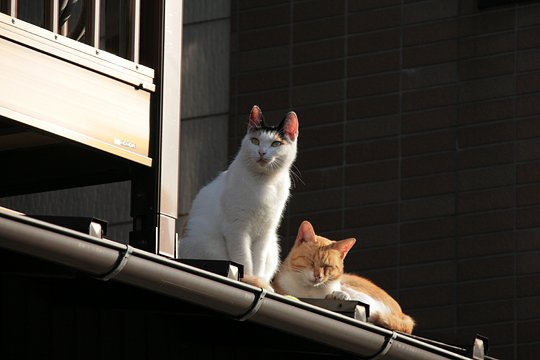 街のねこたち
