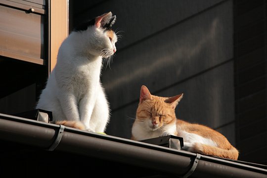 街のねこたち