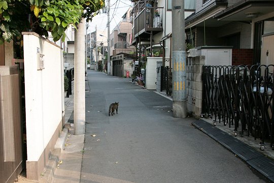 街のねこたち