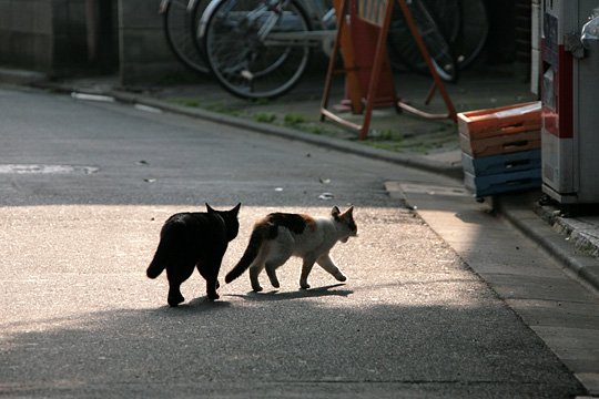 街のねこたち