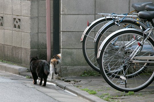 街のねこたち