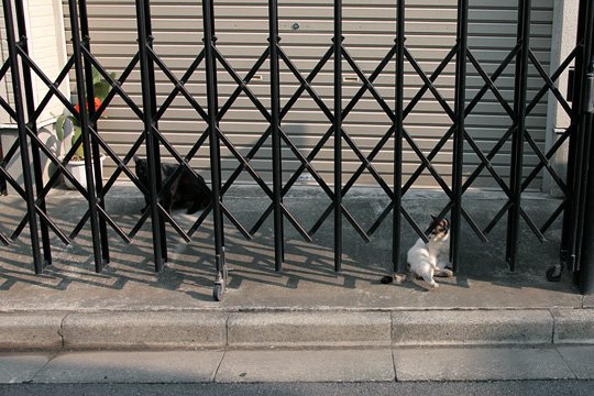 街のねこたち