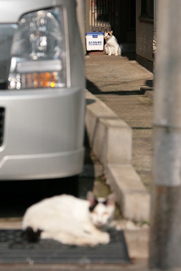 街のねこたち
