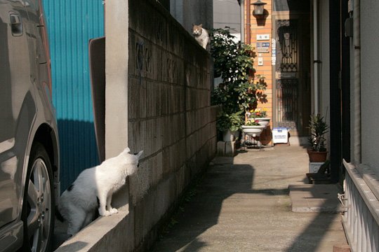 街のねこたち