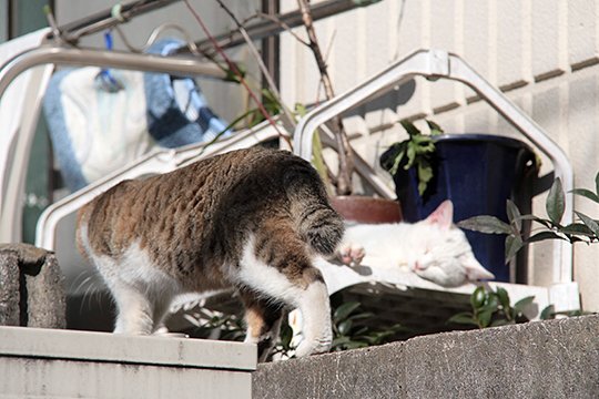 街のねこたち