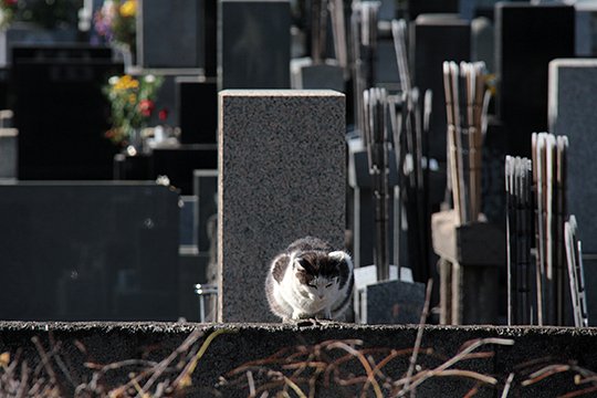 街のねこたち