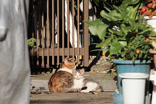 街のねこたち