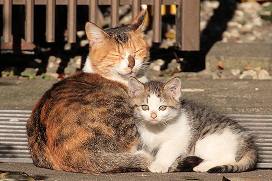 街のねこたち