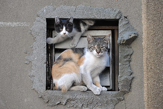 街のねこたち