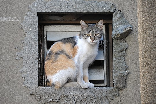 街のねこたち