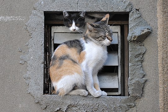 街のねこたち