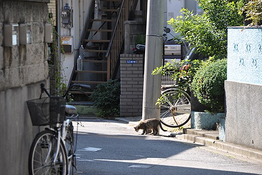 街のねこたち