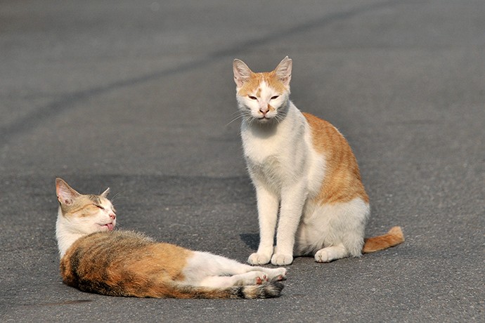 街のねこたち