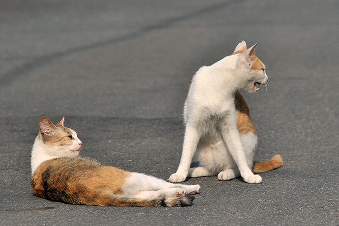 街のねこたち