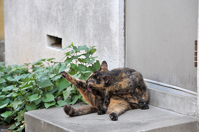 街のねこたち