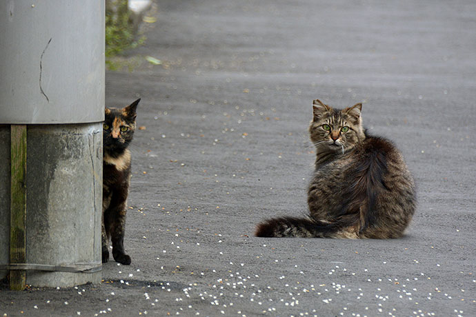 街のねこたち