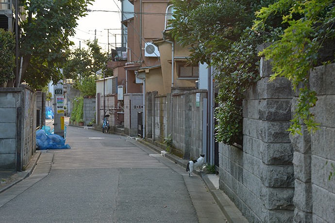 街のねこたち
