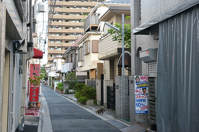 街のねこたち