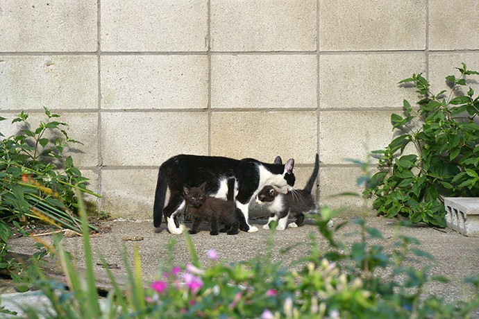 街のねこたち