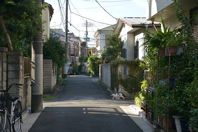 街のねこたち