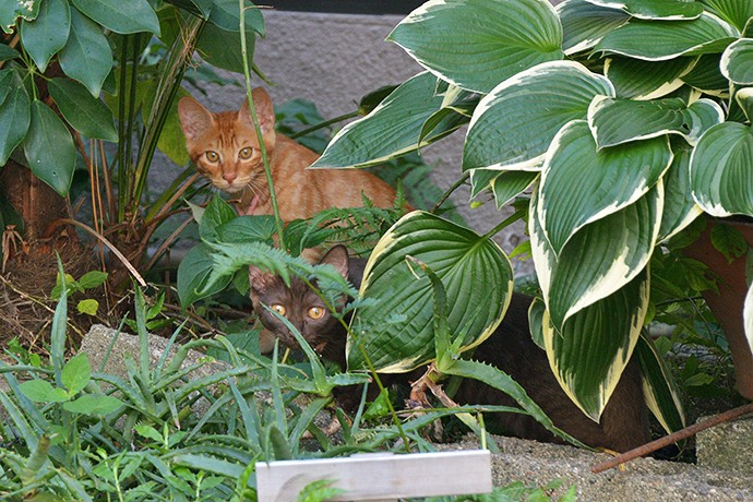 街のねこたち