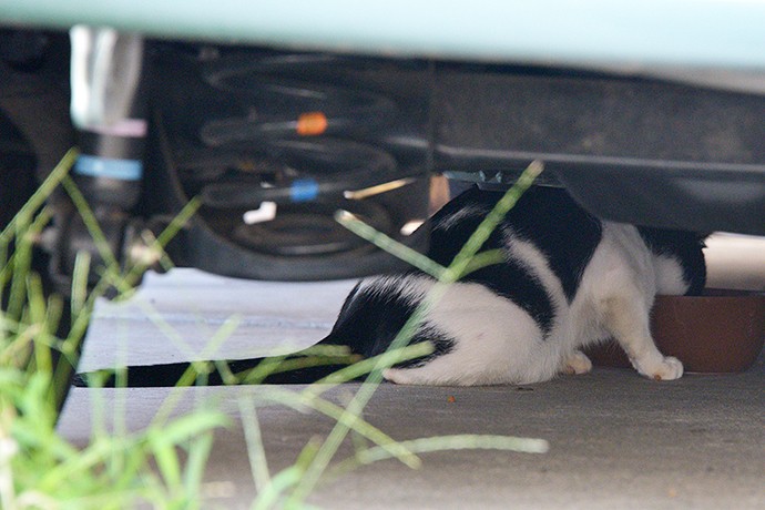 街のねこたち
