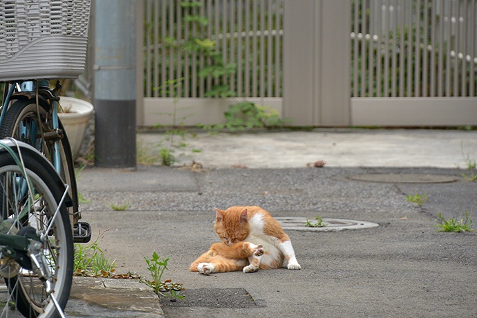 街のねこたち