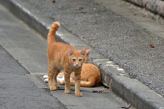 街のねこたち