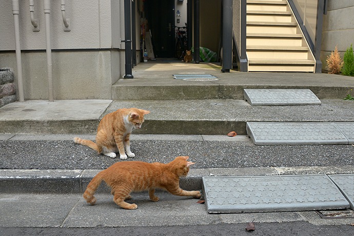 街のねこたち