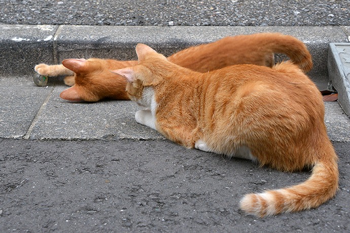 街のねこたち