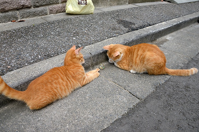 街のねこたち
