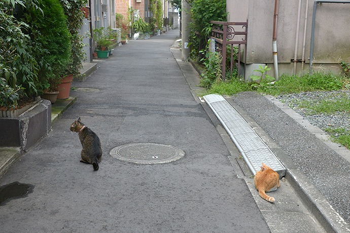 街のねこたち