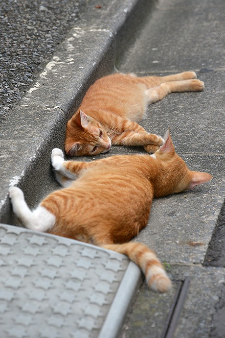 街のねこたち